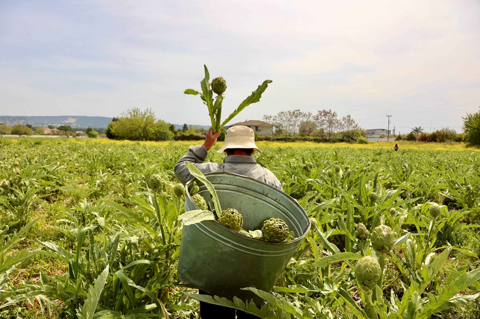 Enginar Festivali 1-3 Mayıs Tarihlerinde Urla’da Gerçekleşecek