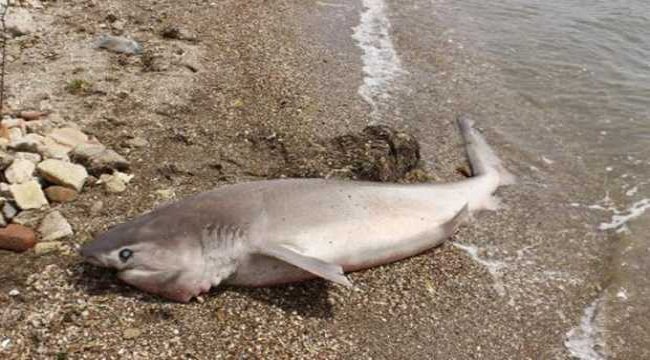 Çanakkale'de sahile 2 metrelik köpek balığı vurdu