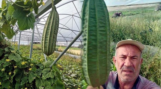 Beypazarılı çiftçi, tarlasında 'tropikal bamya' yetiştirdi