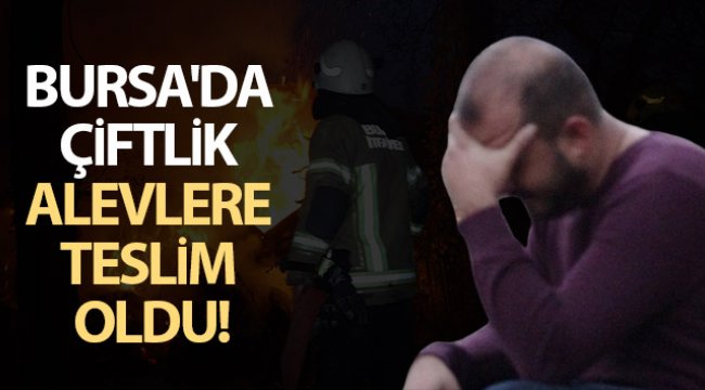 Bursa'da çiftlik alevlere teslim oldu...15 büyükbaş kurtarılamadı