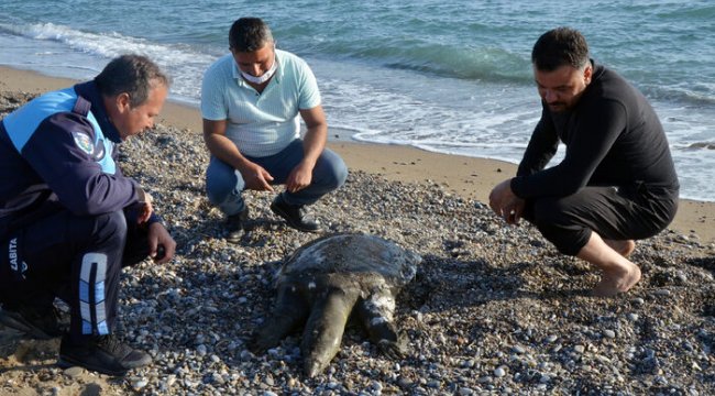 Antalya'da sahile ölü Nil kaplumbağası vurdu, ekipler şaşkına döndü