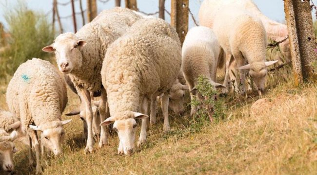 Çoban desteği yüzde 150 arttı