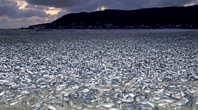 1200 ton balık kıyıya vurdu