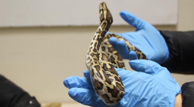 Ticaret Bakanlığı 33 piton yılanının ele geçirildiğini açıkladı