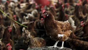 İşletmenin faaliyetleri durduruldu... Ege'de kuş gribi alarmı!