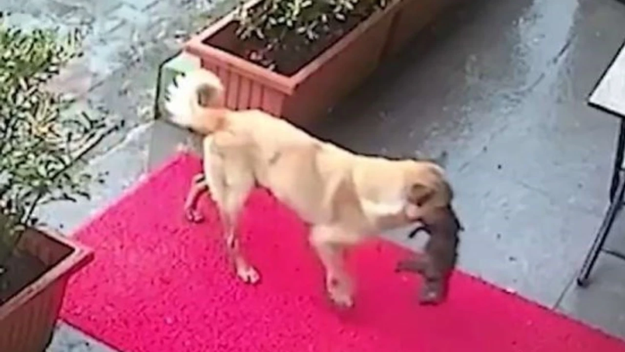 Ölmek üzere olan yavrusunu veterinere getirdi