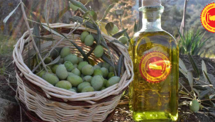 Aydın Memecik Zeytini, Avrupa Birliğinden Tescil Aldı