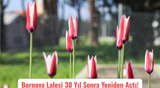 Bornova Lalesi 30 Yıl Sonra Yeniden Açtı!