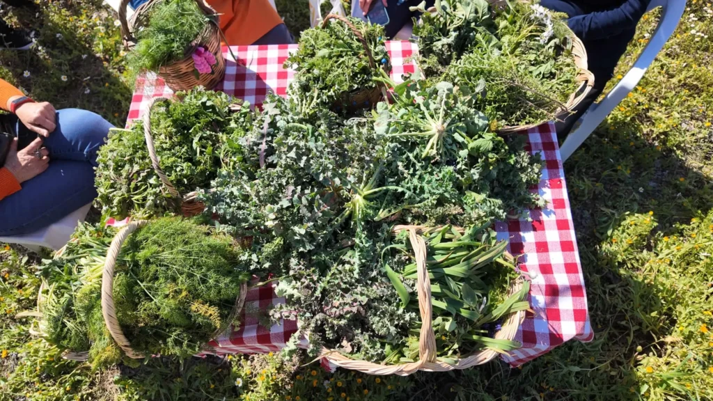 Geleneksel Mart Dokuzu Urla Ot Bayramı Başlıyor
