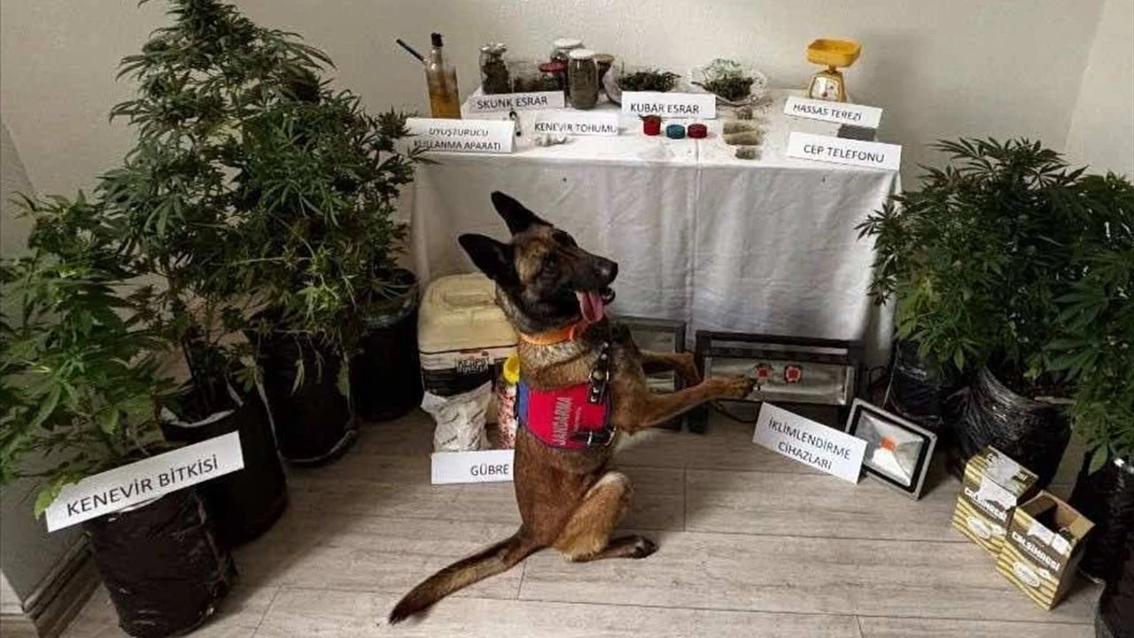 Muğla'da 'zehir' operasyonu: Zanlı tutuklandı!