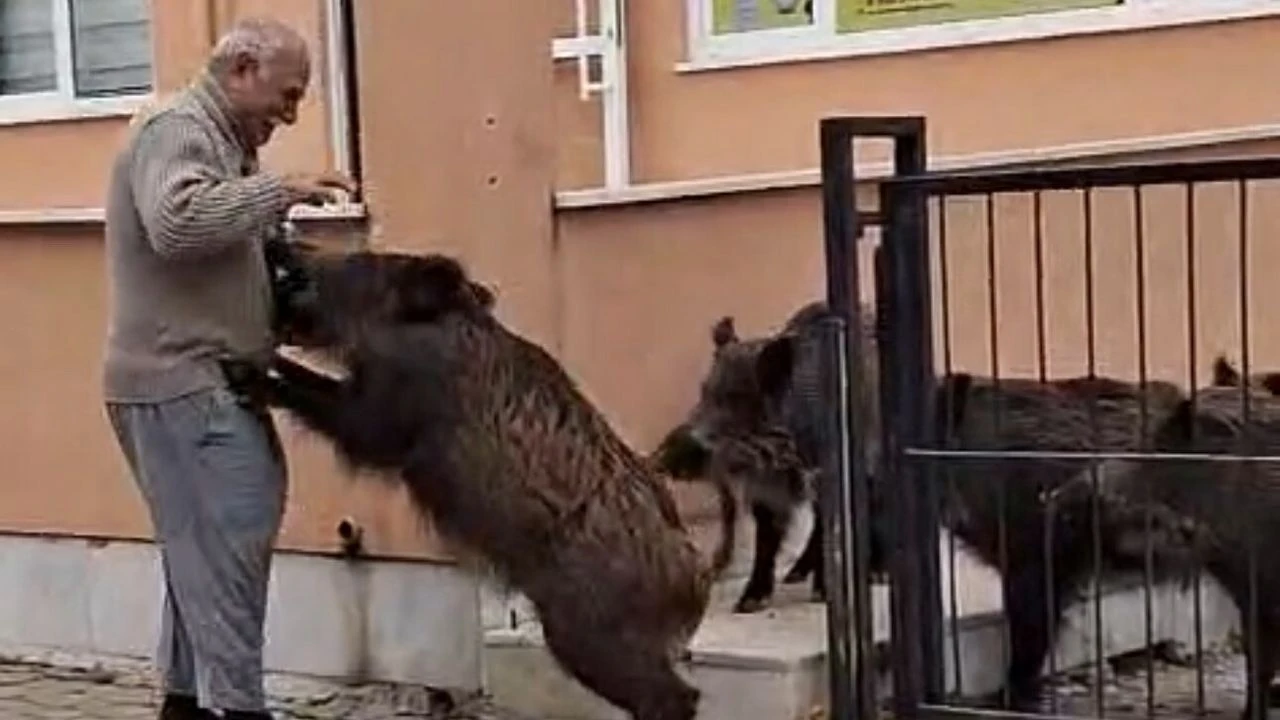 Domuzlar okul bahçesine girdi... Yaşlı adam elleriyle besledi!