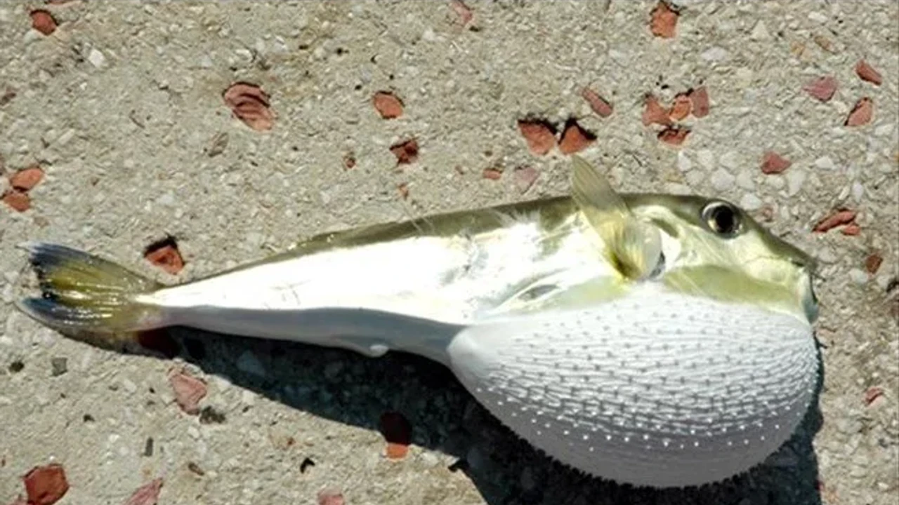 Devlet desteği arttı: Balon balığı getirene 35 TL!