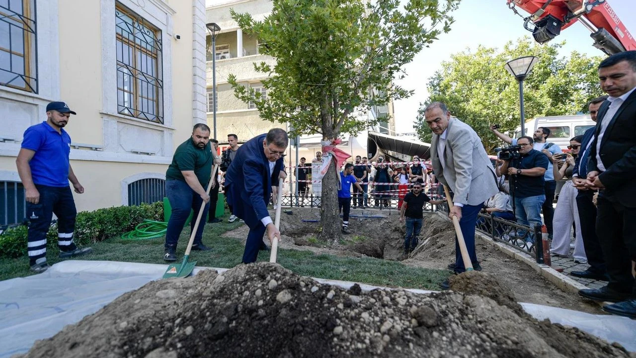 Asırlık çınar yenilendi!