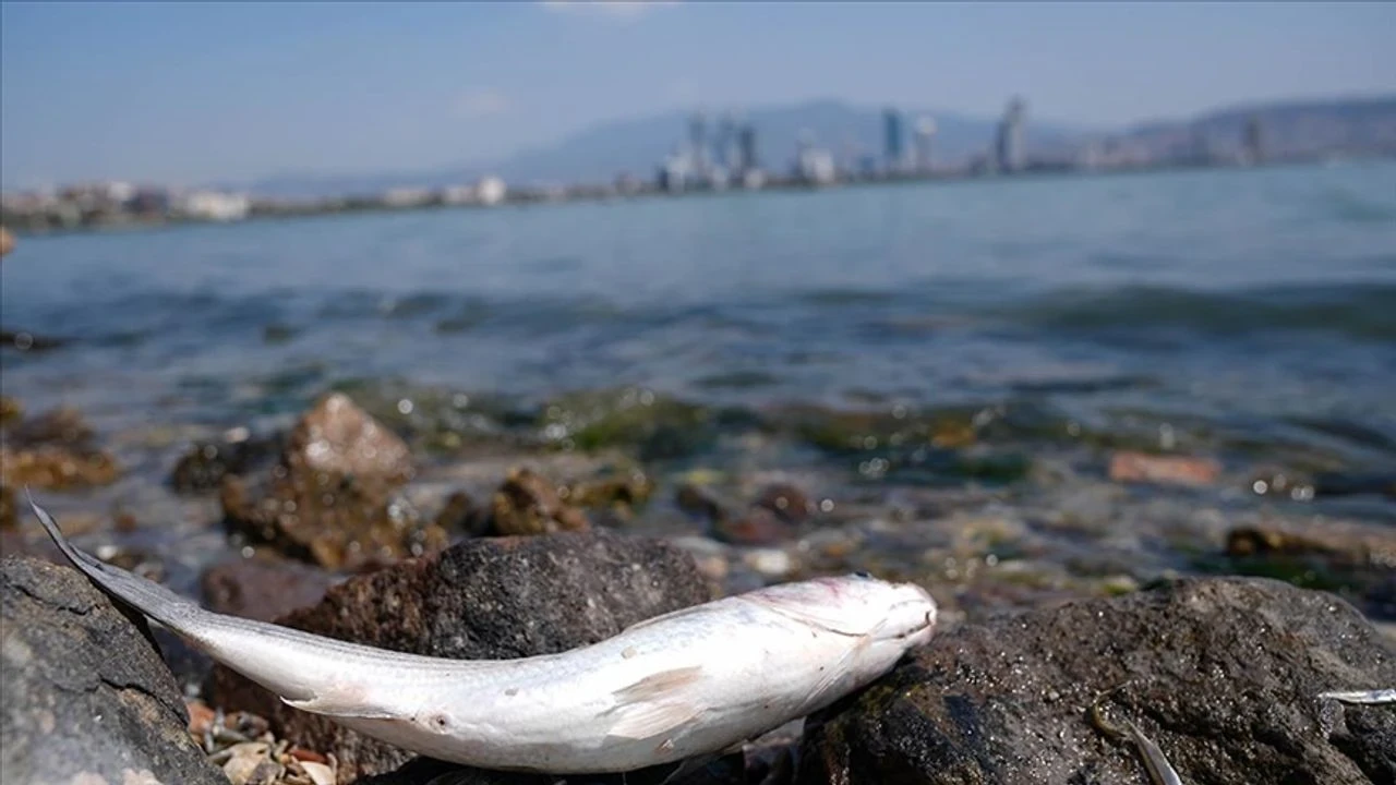 Tugay'dan 'körfez' açıklaması: Bakanlık yetki vermedi!