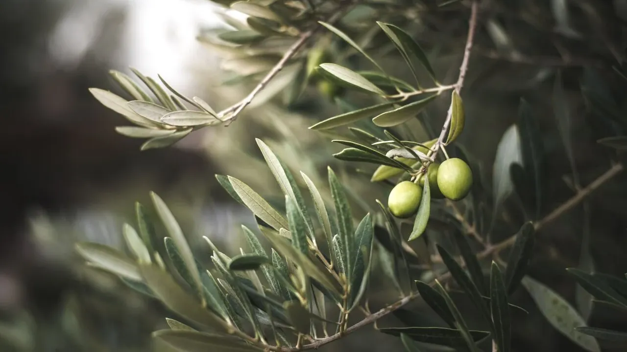 Ve yasa meclisten geçti: Zeytinliklerin idam fermanı!