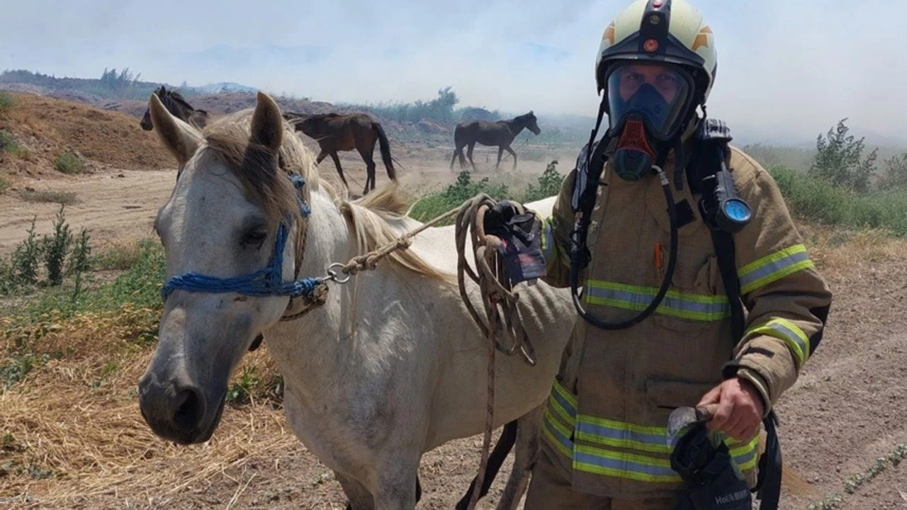 Büyükşehir'den yangından etkilenen canlılara yardım eli
