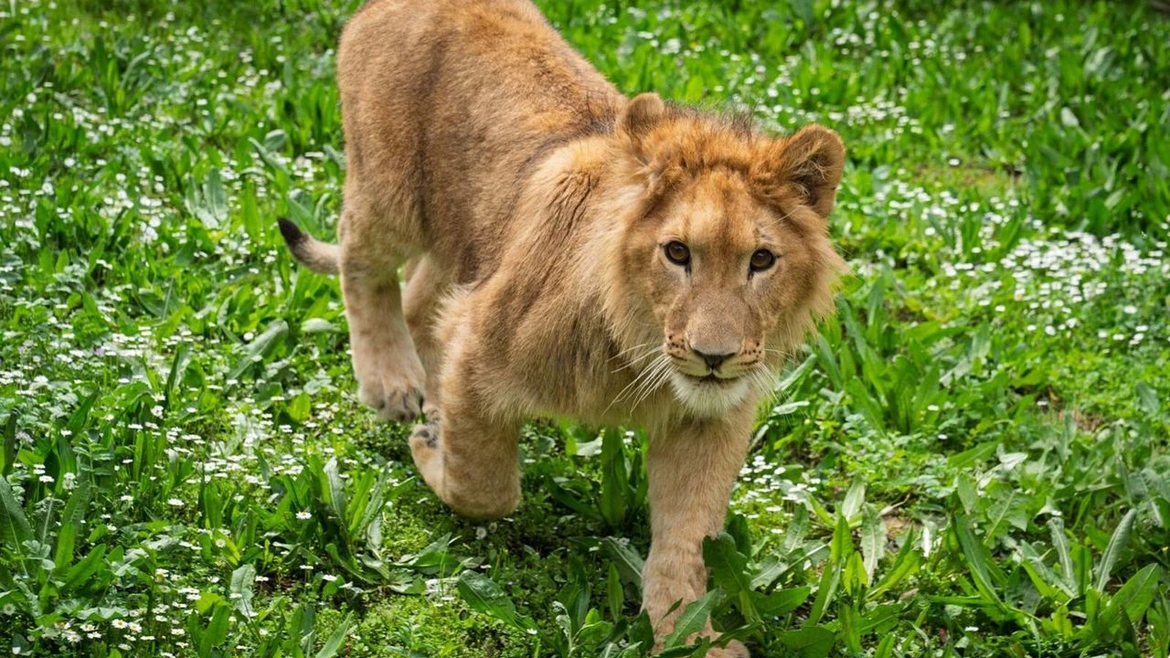 İsmi anketle belirlenmişti... Aslan 'Pars' öldürüldü!