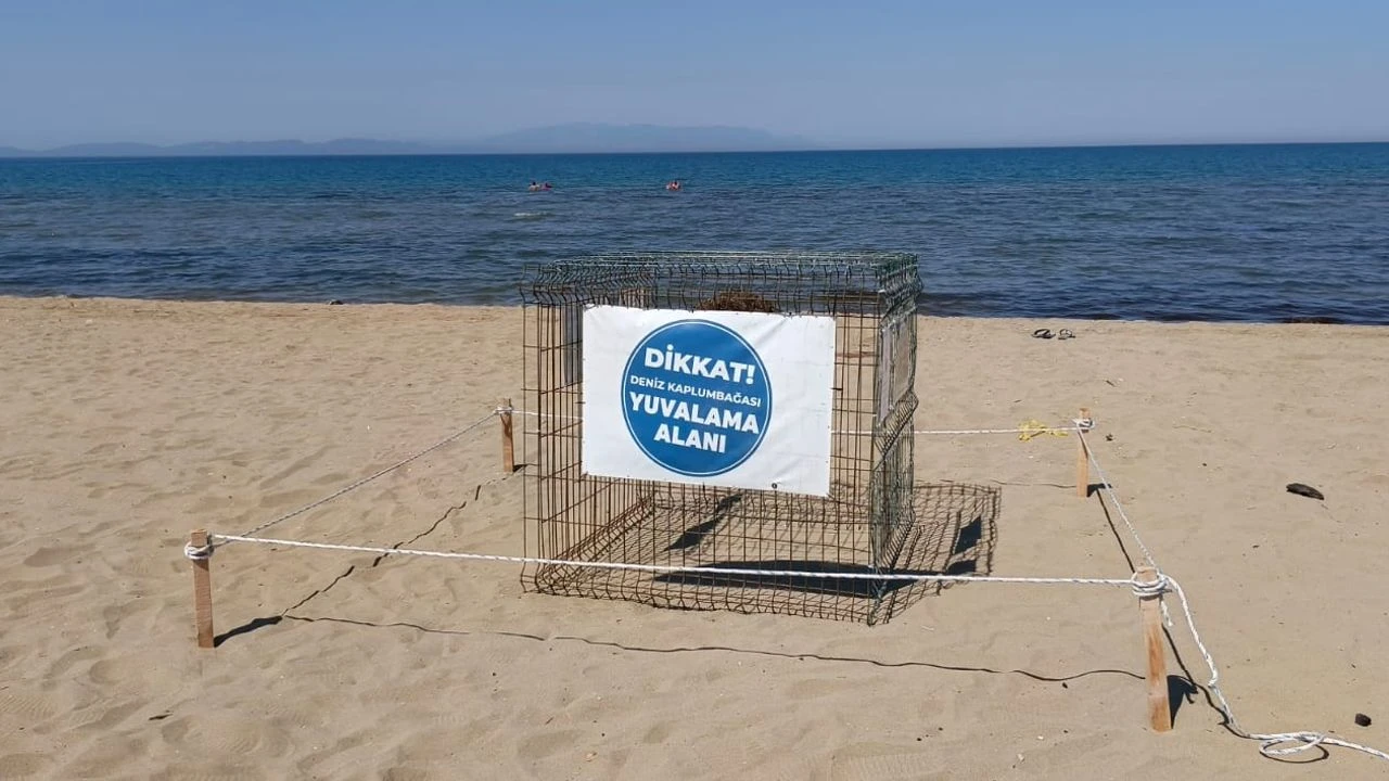 Pamucak Sahili'nde sürpriz misafir