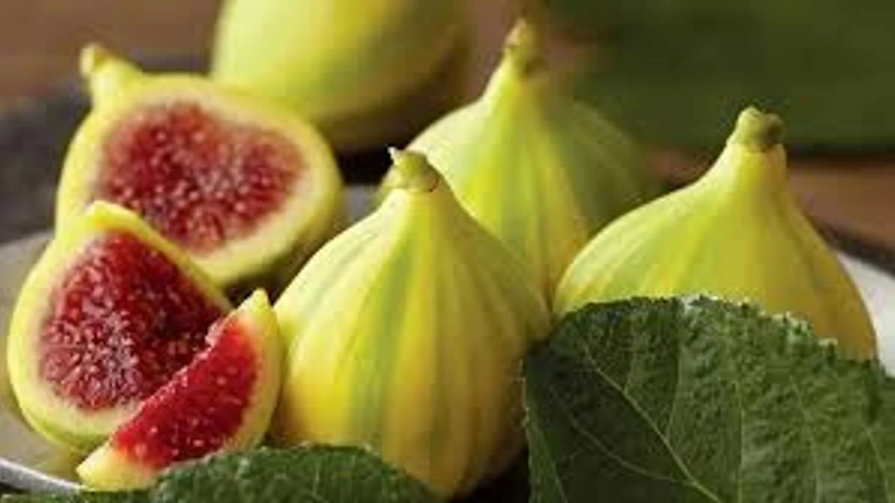 Buca Bardacığı görücüye çıkıyor