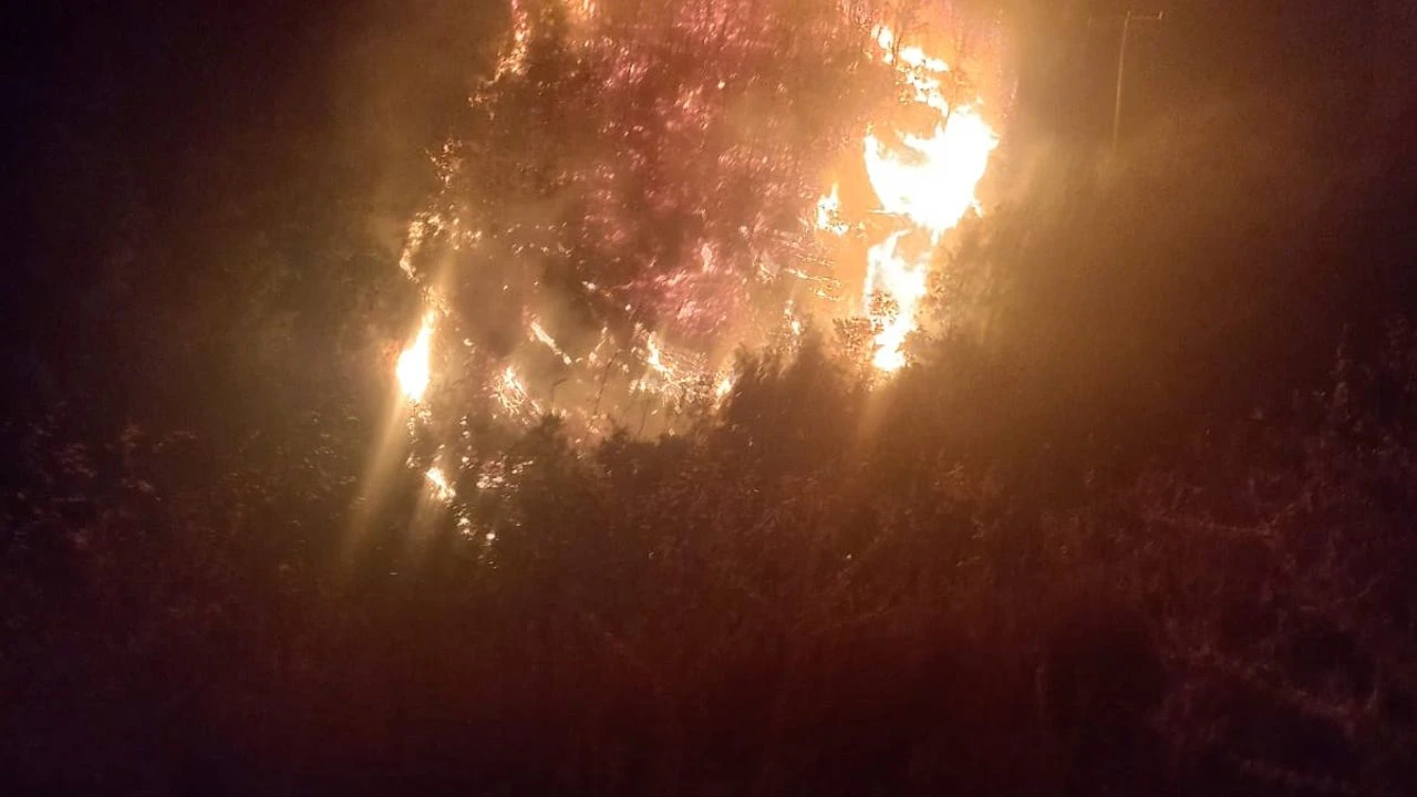 Nazilli'deki orman yangını kontrol altında