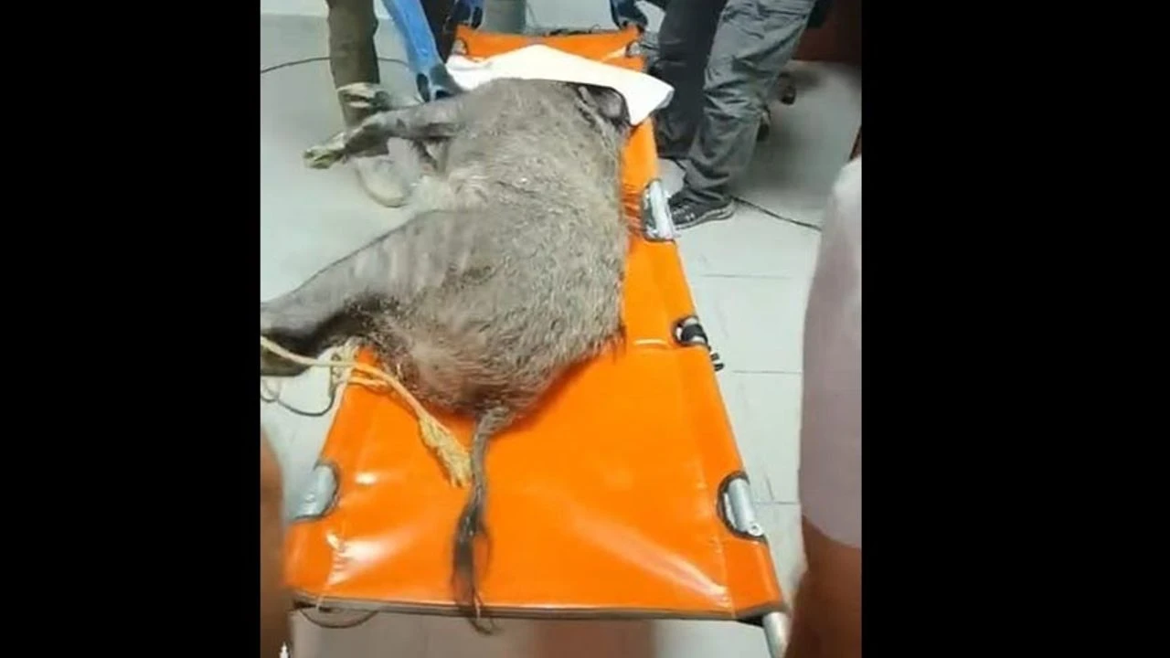 Silahla yaralanmıştı... Doğal Yaşam Parkı'nda sağlığına kavuştu