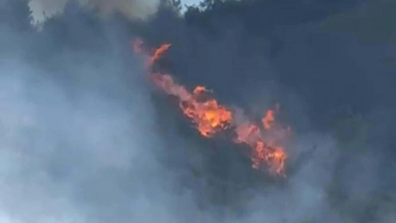 Soma'da orman yangını