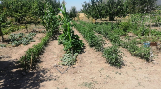 EFES TARLASI YAŞAM KÖYÜ'NDE ELDE EDİLEN YEREL TOHUMLAR ANADOLU'NUN DÖRT BİR YANINDA FİLİZLENİYOR