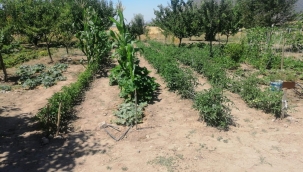 EFES TARLASI YAŞAM KÖYÜ'NDE ELDE EDİLEN YEREL TOHUMLAR ANADOLU'NUN DÖRT BİR YANINDA FİLİZLENİYOR