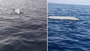 Bir hafta arayla ikinci! Karadeniz sahillerinde yine insansız deniz aracı