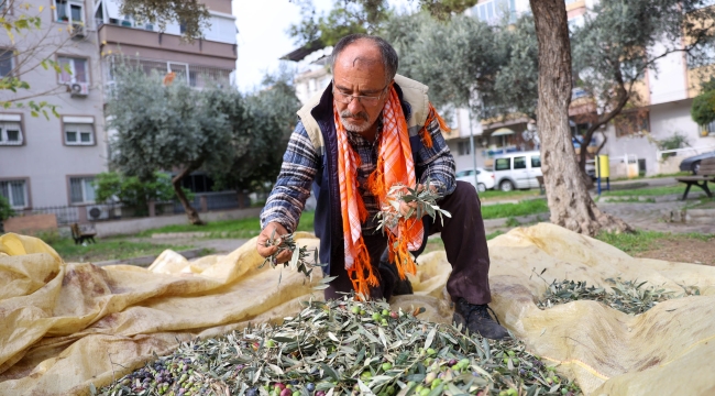 Buca'da zeytin hasadı zamanı