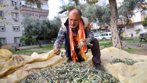 Buca'da zeytin hasadı zamanı