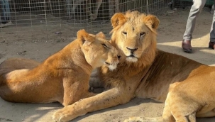 Gazze'de veterinerden zorunlu hamle: Hayvanları kurtarmak için insan ilacı kullanıldı - Dünyadan Haberler CNN Türk | Video