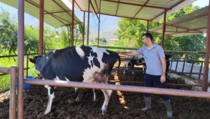 Milas'ta "şap hastalığı" nedeniyle 11 mahalle karantinaya alındı