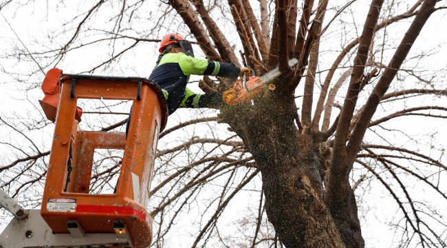 Konak'ta kış dayanışması: Budanan ağaçlar yuvaları ısıtıyor