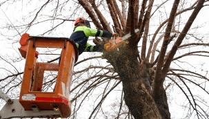 Konak'ta kış dayanışması: Budanan ağaçlar yuvaları ısıtıyor