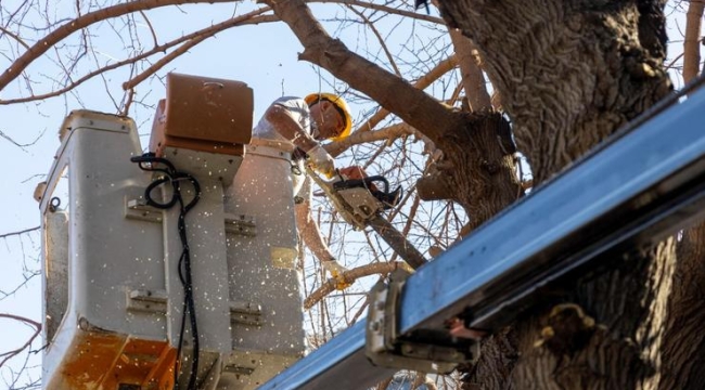 Karşıyaka'da budama seferberliği: Ağaçlar bahara hazırlanıyor