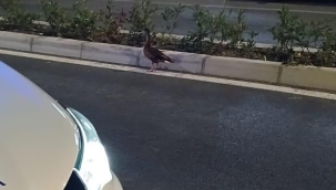 Trafiği durdurup ördeği kurtardılar