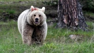 WWF'den Seferihisar'daki ayı saldırısı açıklaması: Normal bir davranış değil!