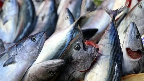 Balık sezonu erkene çekildi: Yumaklı kararı açıkladı