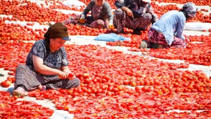 Büyükşehir'den sahada "Kırmızı Altın" mesaisi
