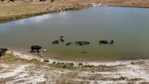 Çamur banyosu mandaların süt kalitesini artırıyor