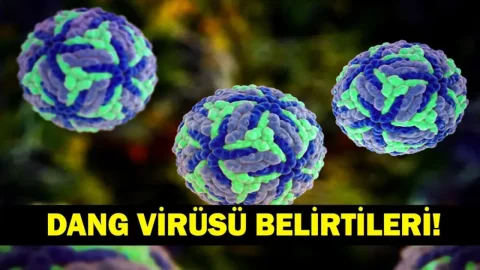 Dang virüsü nedir, ölümcül mü? Serdar Akinan'ın açıklaması ve belirtiler