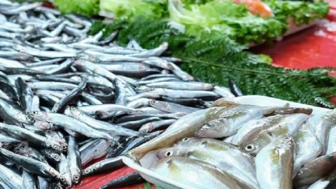 Palamut sezonu küçük ölçekli balıkçılar için 15 Ağustos'ta açılıyor